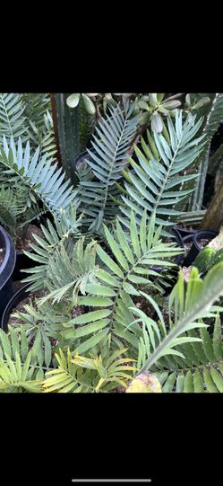 Cycad Encephalartos