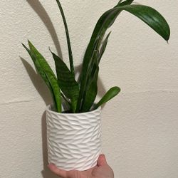 Snake Plant With Pot