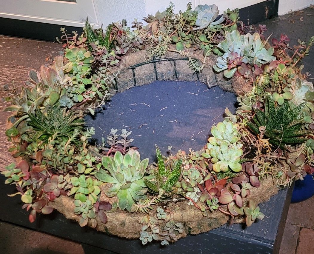 24 In Live Succulent Wreath