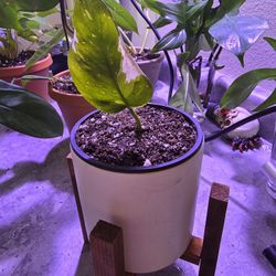 Rooted Philodendron White Princess Plant