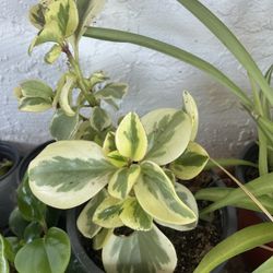 Variegated Peperomia