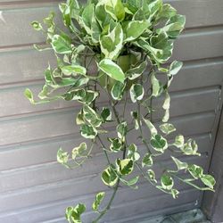 6” enjoy pothos $25 each