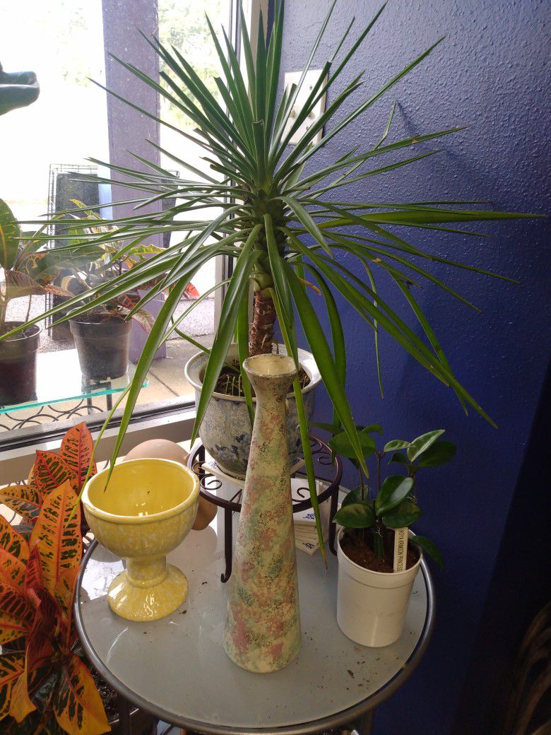 Palm In A Nice Pot $28 Hoya Krimson Princess $18