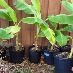 Banana Plant  In 3 Gallon Pot