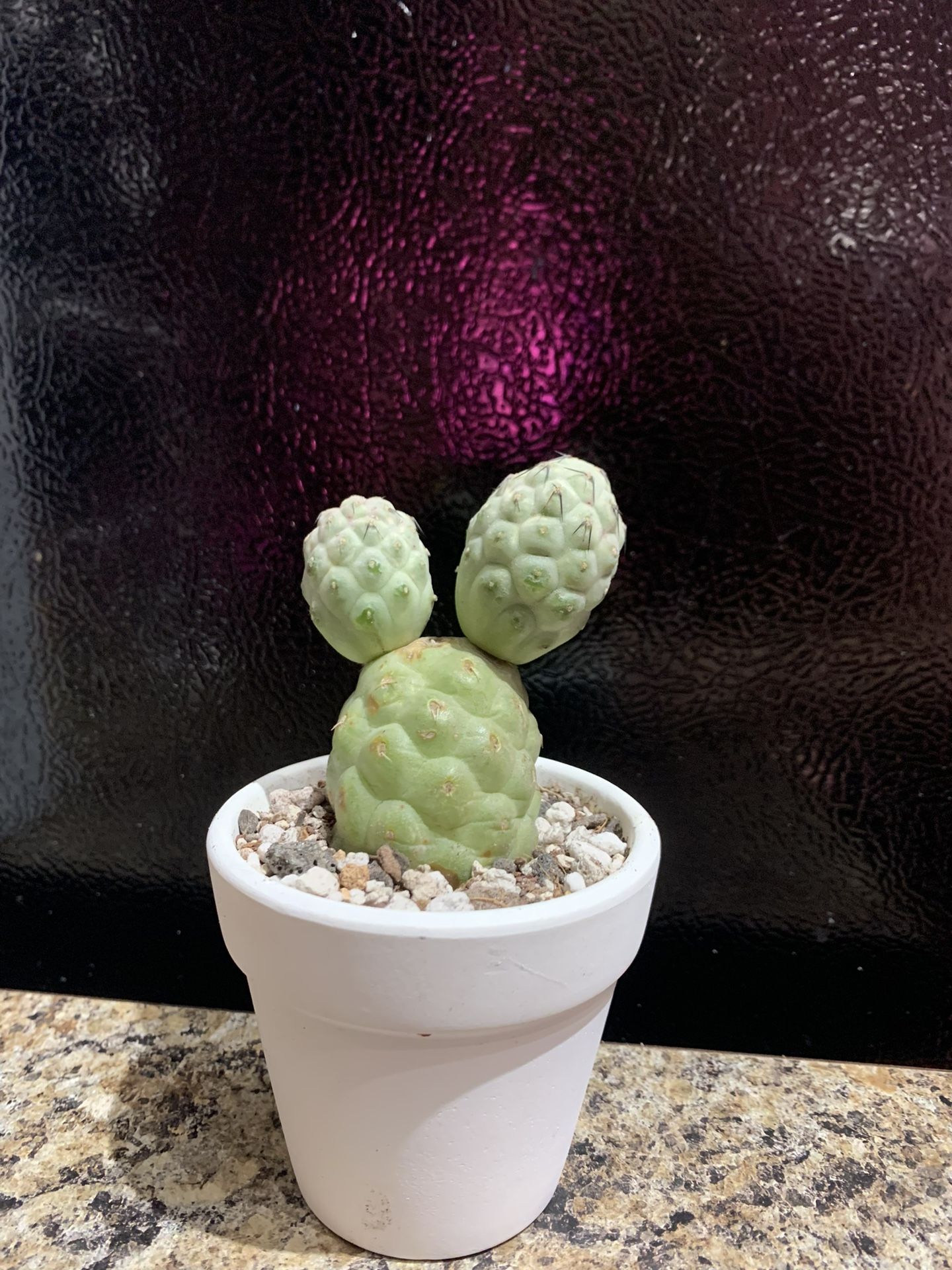 Tephrocactus geometricus cactus with pot, 3 balls.