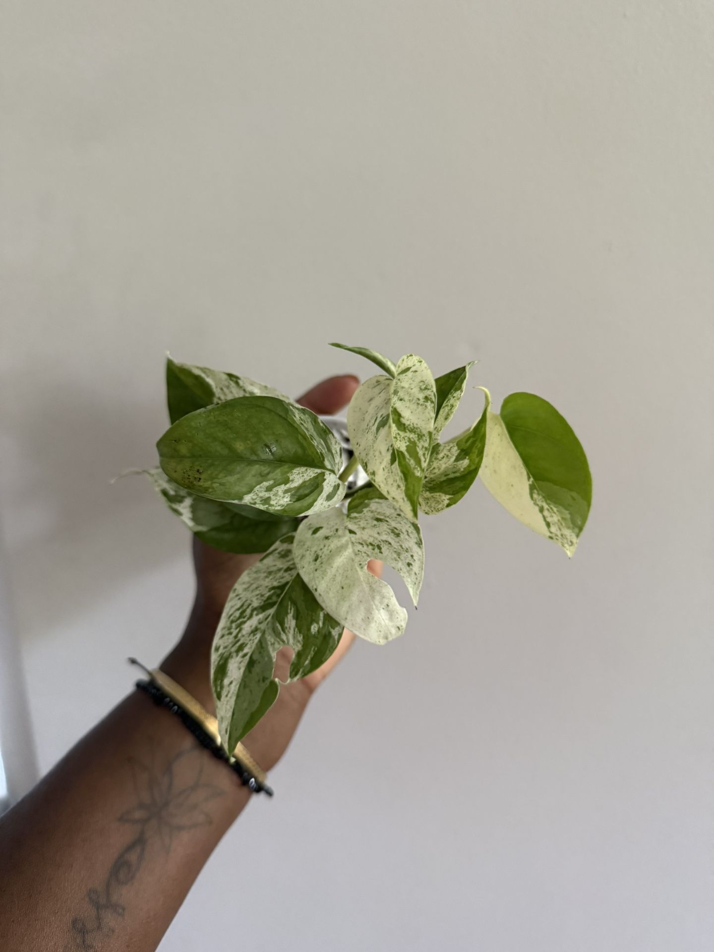 Epipremnum Marble