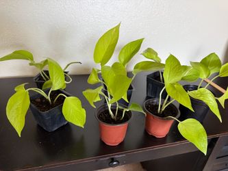Neon Pothos Live Plant Houseplant 4” Pot Home Decor - 5 each