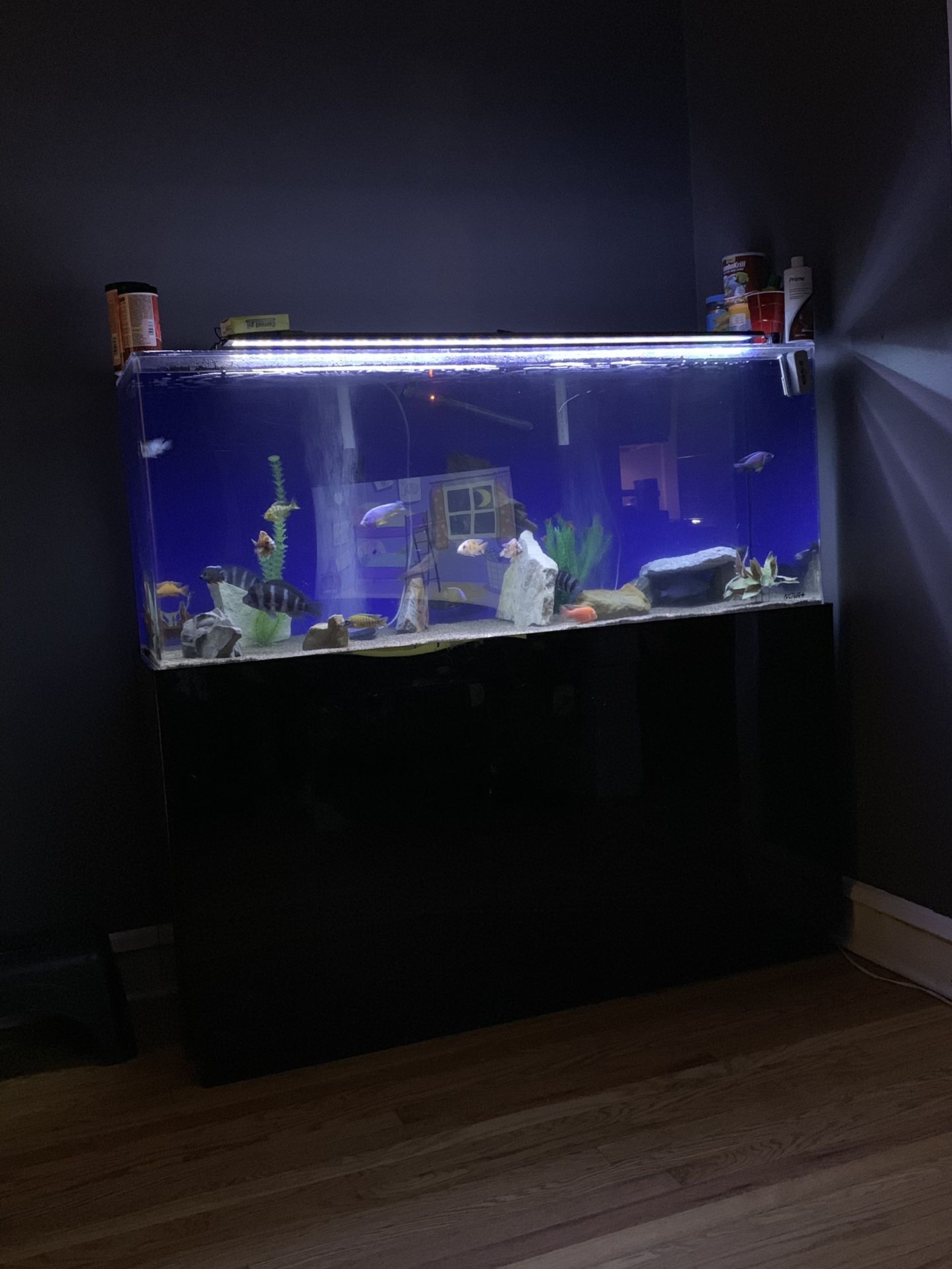 Fish tank