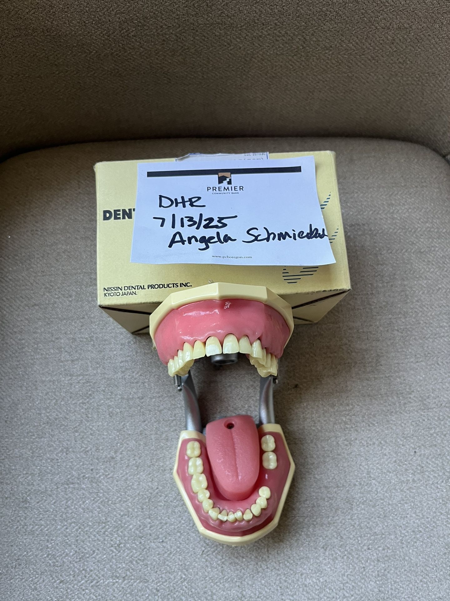 dental hygiene typodont
