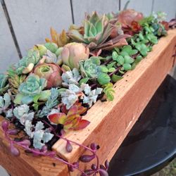 Succulents 