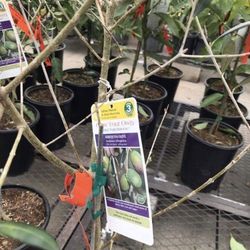 Arbequina Olive 1 Gal Seft Fruitful Plant Tree