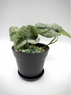 Pothos Silver Splash 6” Black Decorative Pot + tray and real JADE polished crystals