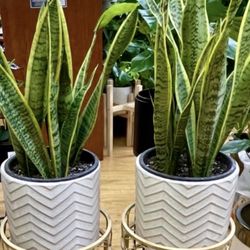 Cây Lưỡi Hổ Đủ Loại All Different Size Snake Plants 