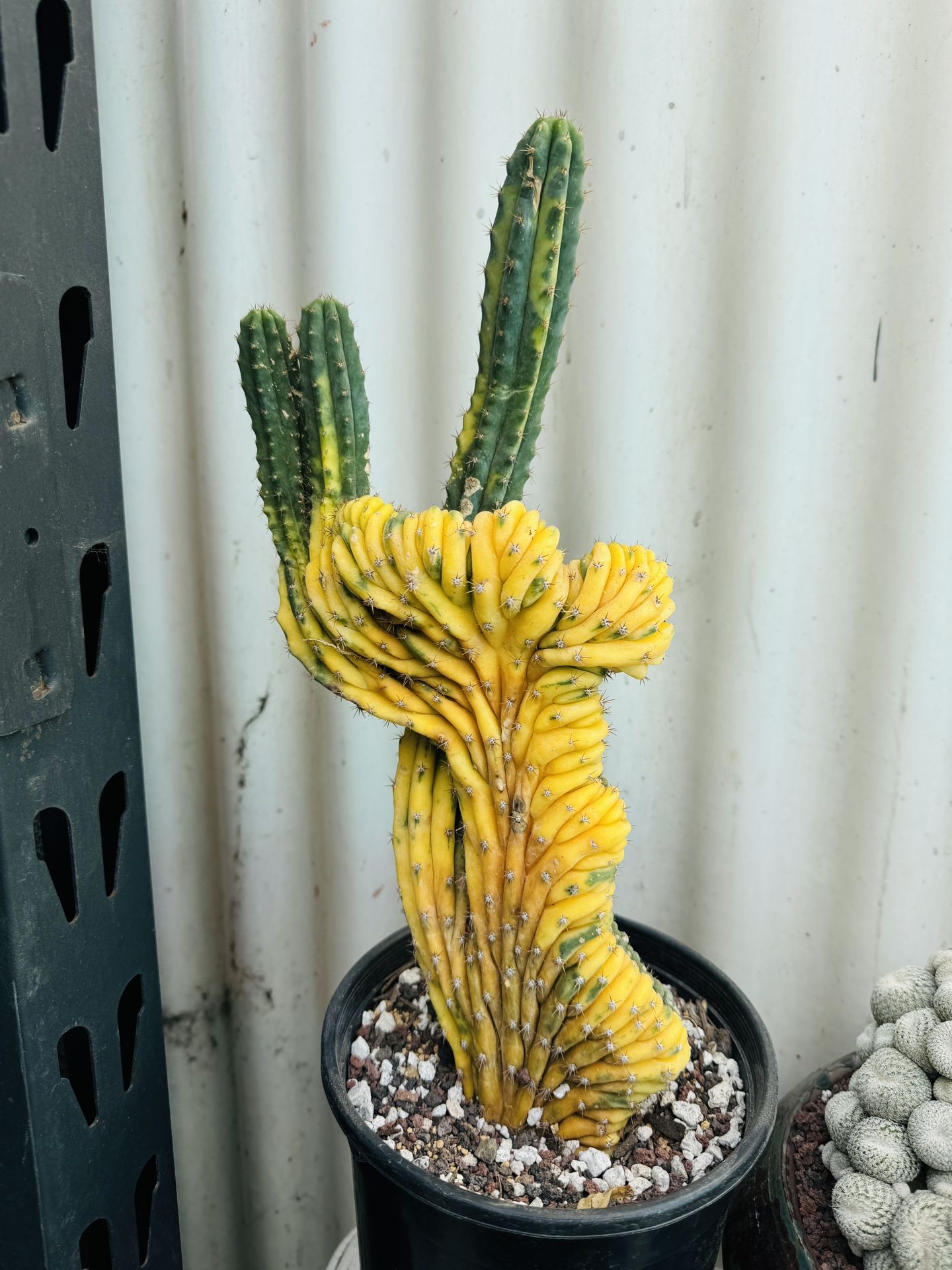 San Pedro Variegated Crest Imported Plant