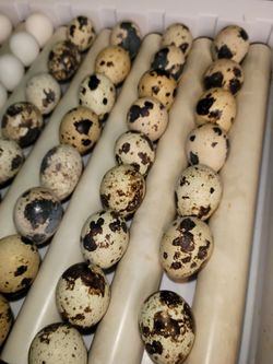 Quail Eggs