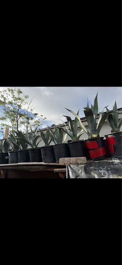 Plantas de magey