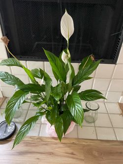Peace Lily houseplant