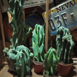 👺 Monstrose Apple Cactus 🍎