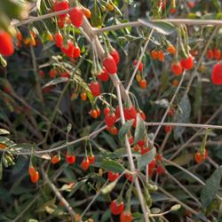 Goji Berries Organic And Home Grown