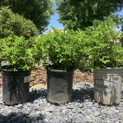 FULL 5 Gallon Citronella ! 