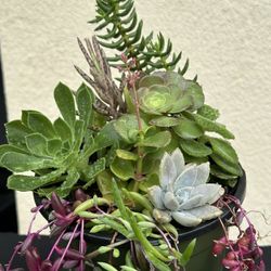 Assorted Succulent Plants 