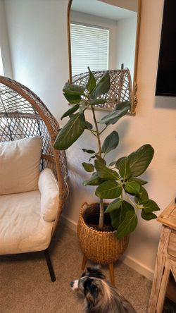 Ficus Audrey plant