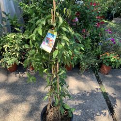 Tangerine Beauty Cross Vine 