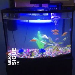 36 gallon Tank 