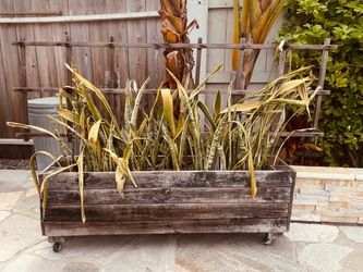 FREE Planter with Wheels