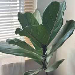 Fig Leaf Ficus Plants