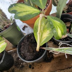 Variegated Hoya Kerri Plant 🪴 