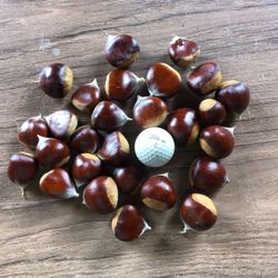 Oregon Chestnuts new crop 