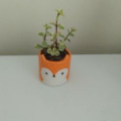 Elephant Bush Plant In Ceramic Pot 