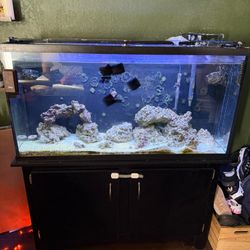 Salt Water Fish tank-complete Setup + Hospital Tank