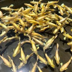 Aquarium Supplies 