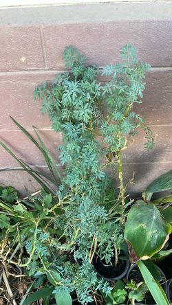 Live Rue Plant (Ruta graveolens)