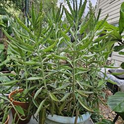 Mother Of Thousands Plant 
