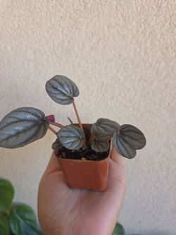 Plant