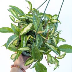 Hoya Carnosa Krimson Princess Plant 6" Pot - Indoor House Plants