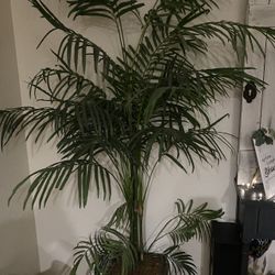 Palm Tree Plant 
