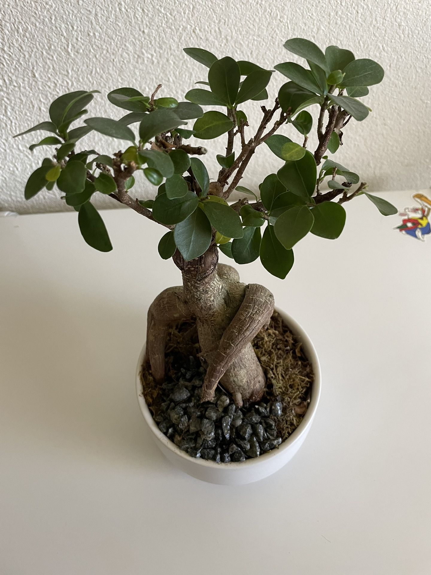 Curtain Fig Bonsai 11” Pot Included