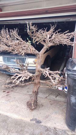 5f h x40" w planter stand real tree 🌲