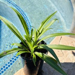 Green Spider Plant 