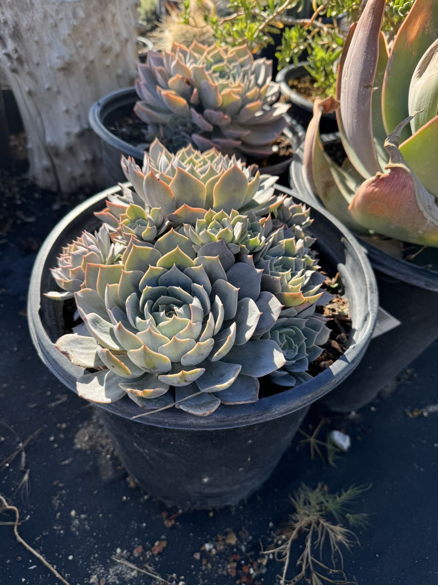 Succulents  (Read Description)