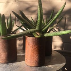 Medicinal Aloe Vera 