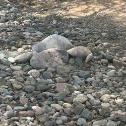 Free Assorted Large rocks about 10”-12” wide