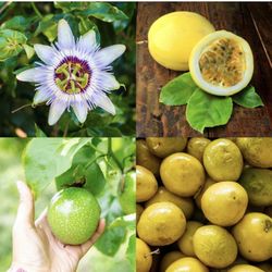 Passion Fruit Yellow Seedling Tree Plant 1 Gallon