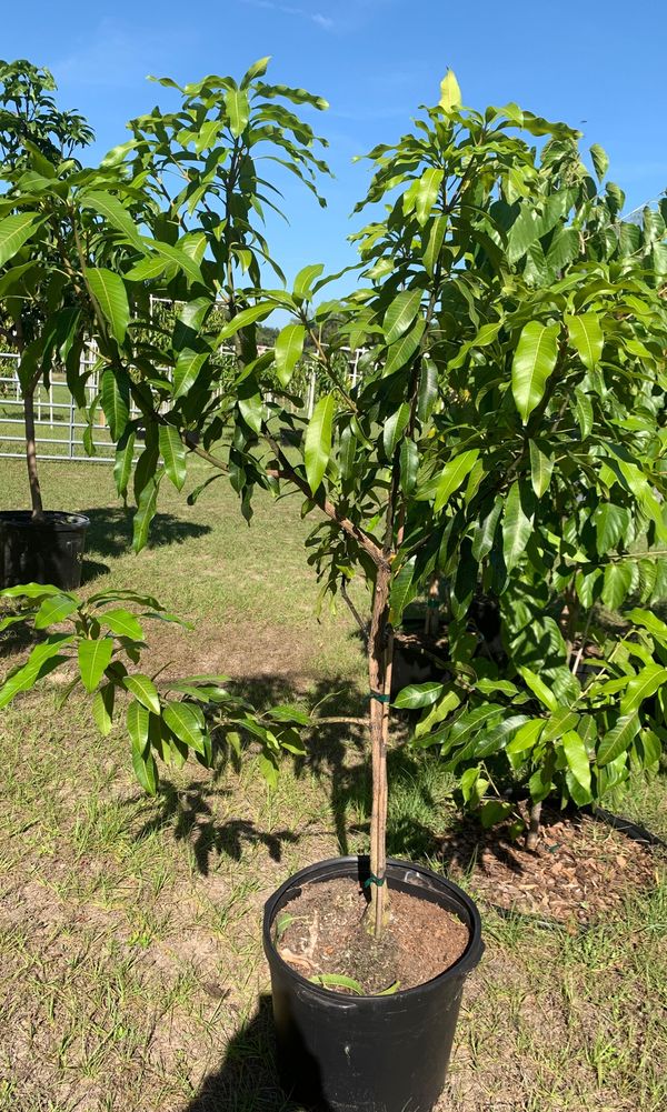 Mango tree for Sale in Tampa, FL OfferUp