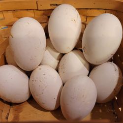 FARM FRESH GOOSE EGGS