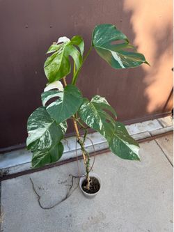 6” xl monstera albo